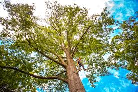 Best Tree Preservation Services  in Delhi, CA