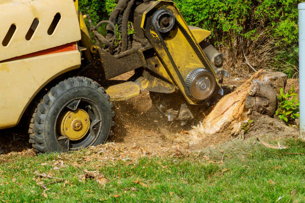  Delhi, CA Tree Removal Pros